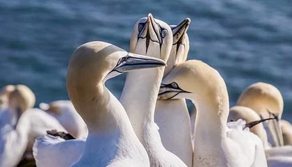 kaiyun体育综合-PSG.LGD核心选手复出时间确认，请psg lgd战队挑选英雄