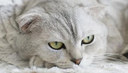 kaiyun体育综合-PSG.LGD核心选手复出时间确认，请psg lgd战队挑选英雄