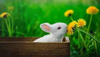 kaiyun体育综合-PSG.LGD核心选手复出时间确认，请psg lgd战队挑选英雄